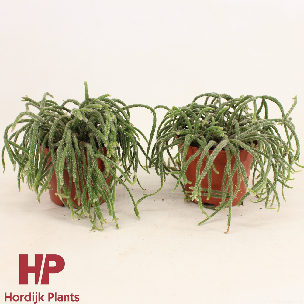 Rhipsalis baccifera subsp. horrida 12cm.