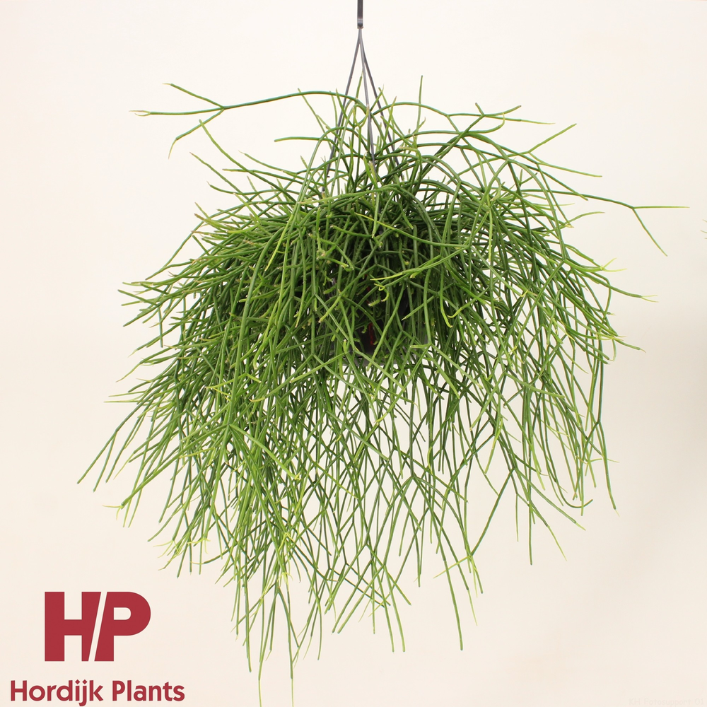 Rhipsalis pulchra 15cm.