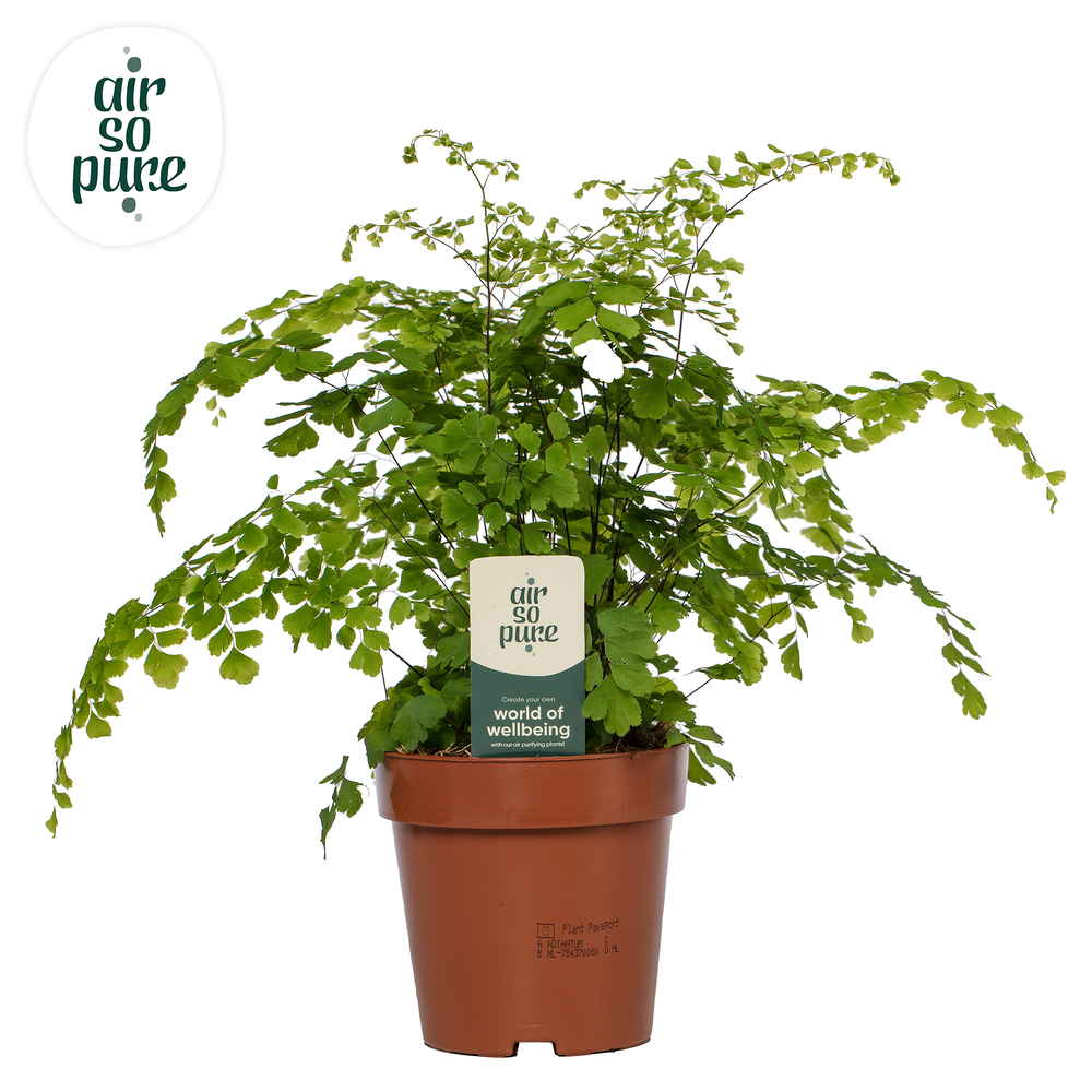 Adiantum 'Fragrans' - Air So Pure.