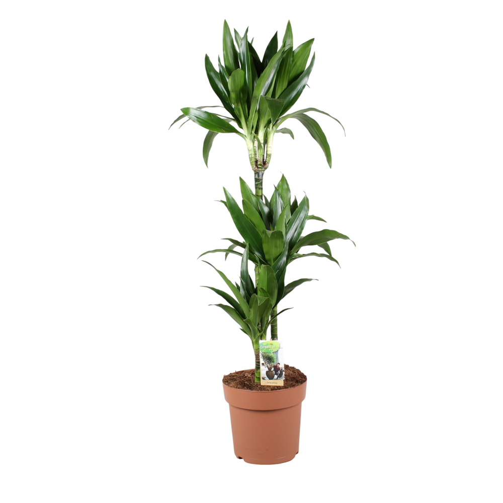 Dracaena Janet Craig 75-35-15.