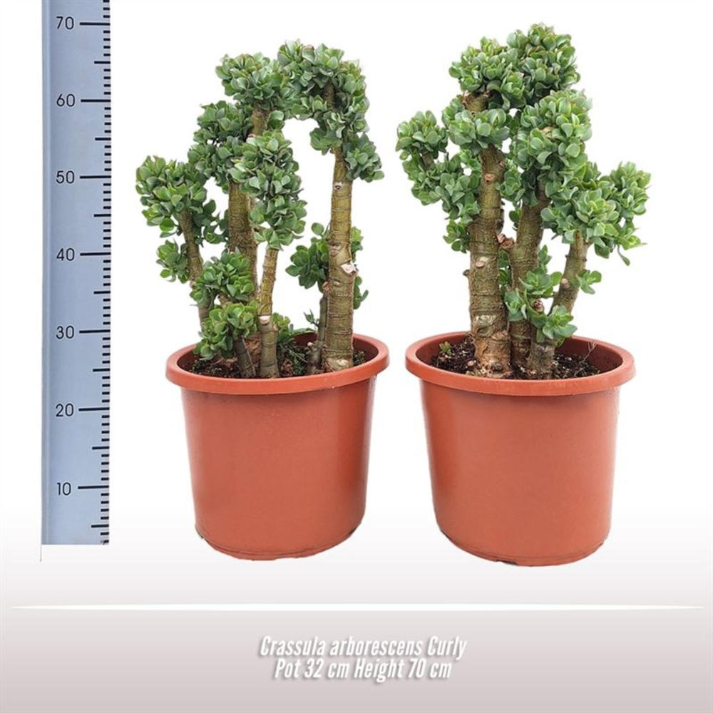 Crassula arborescens Curly.