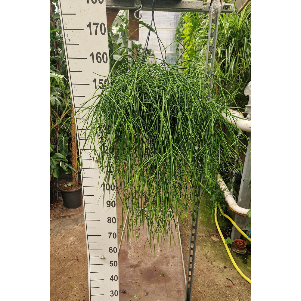 Rhipsalis Pulchra hangplant.