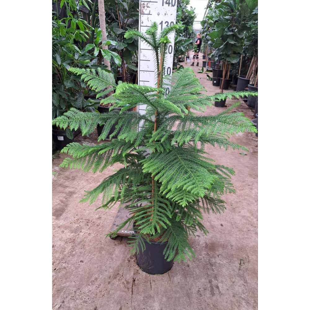 Araucaria toef 130.