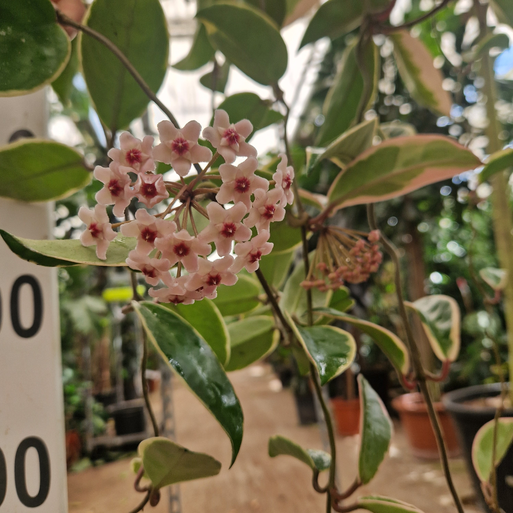 Hoya Krimson Queen hangplant XXL.