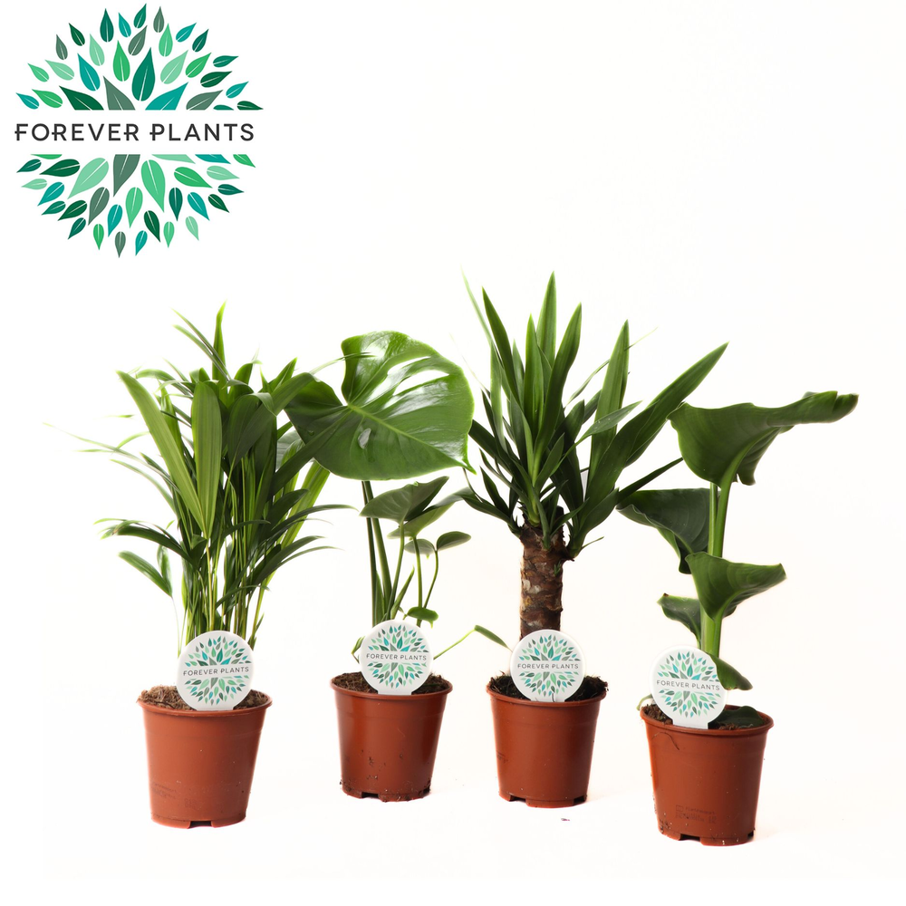 Groen Palm Mix p14.