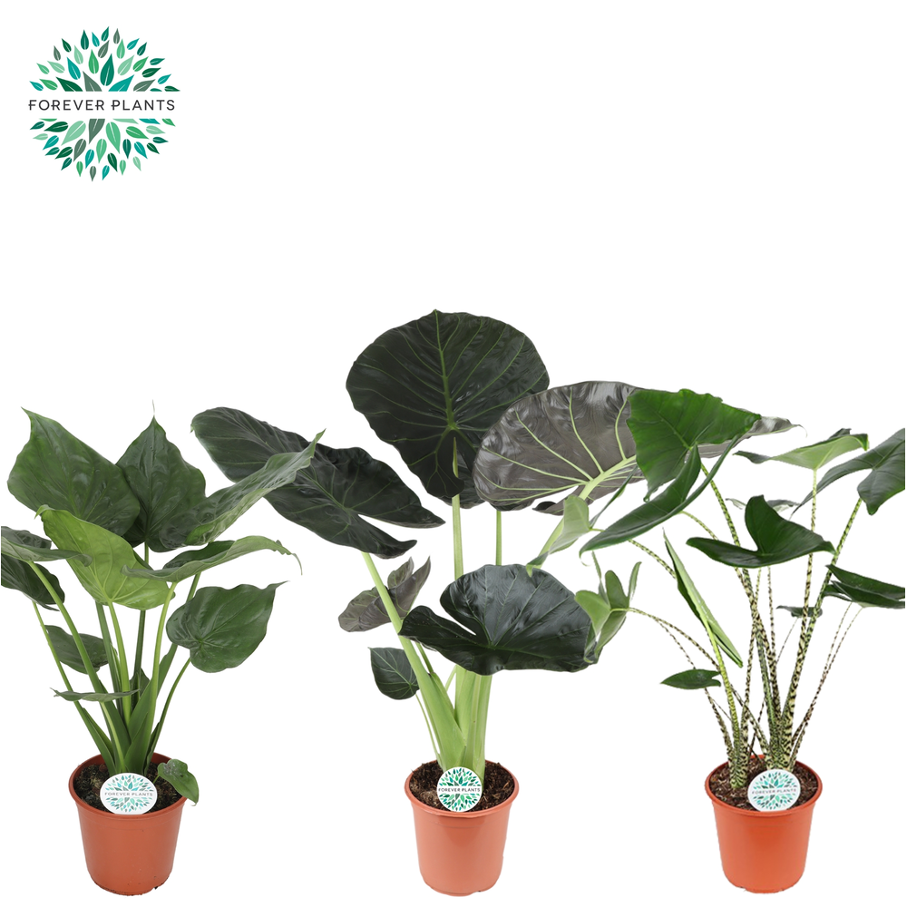 Alocasia Gemengd p24.