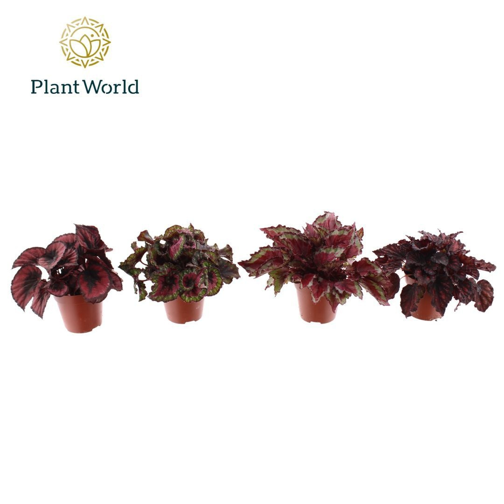 Begonia Love mix 3 - 4 soorten.