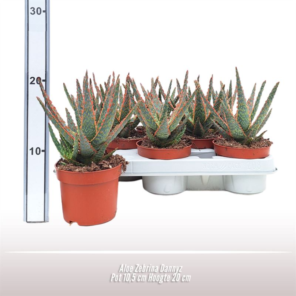 Aloe Zebrina Dannyz.