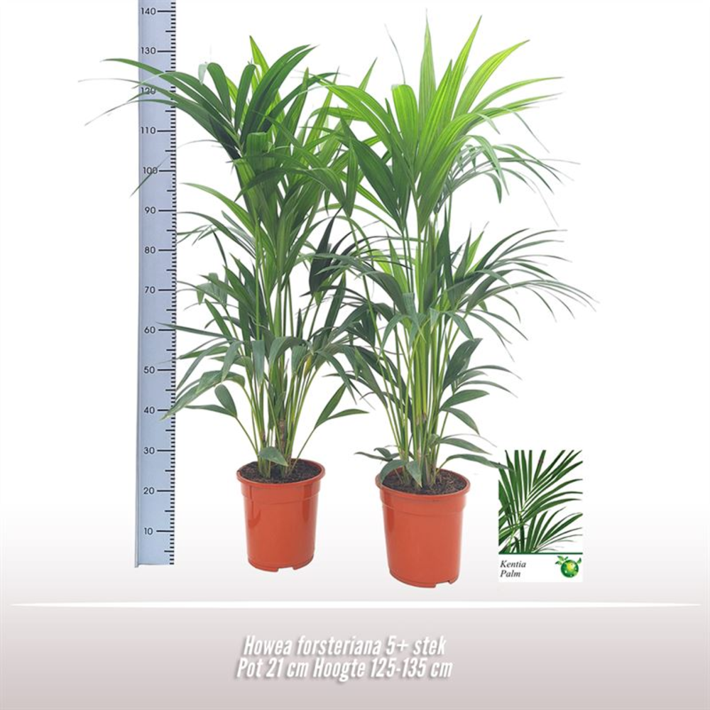 Howea forsteriana.