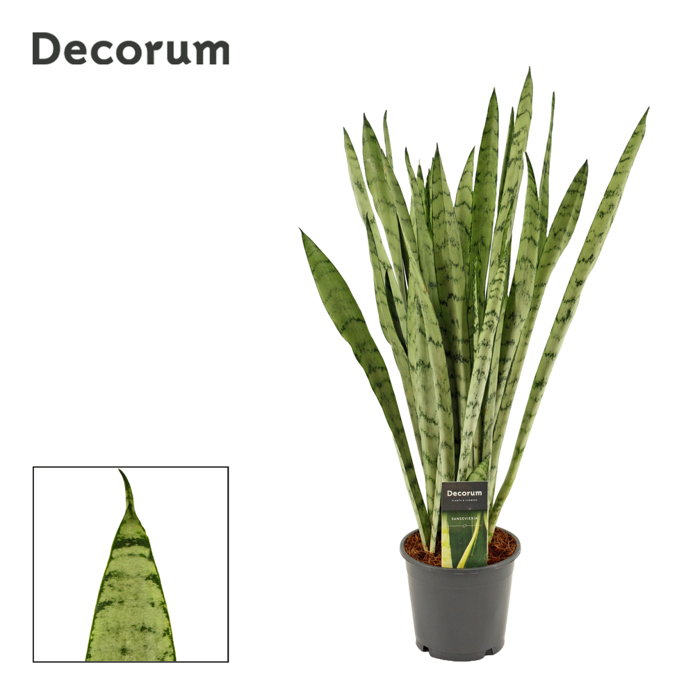 Sansevieria Silver princess 14 cm (Decorum).