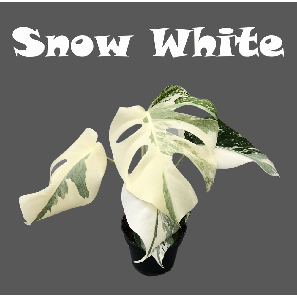 Monstera variegata "Snow White" 12cm.