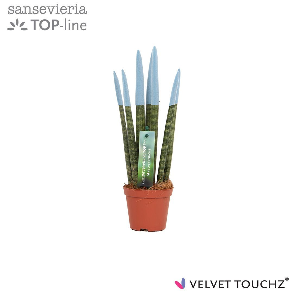 Sansevieria VELVET TOUCHZ® Pastel Blauw.
