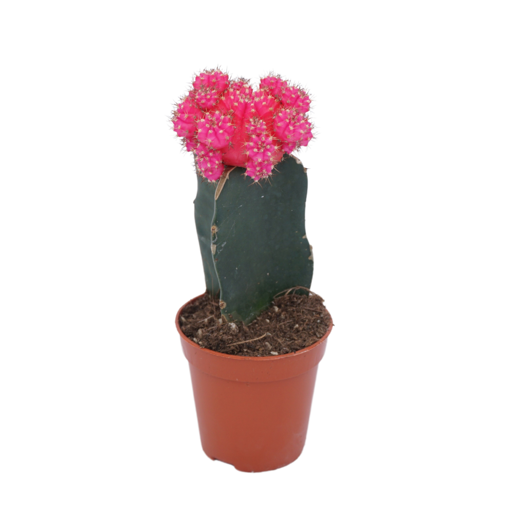 Gymnocalycium geënt rose 5,5 cm.