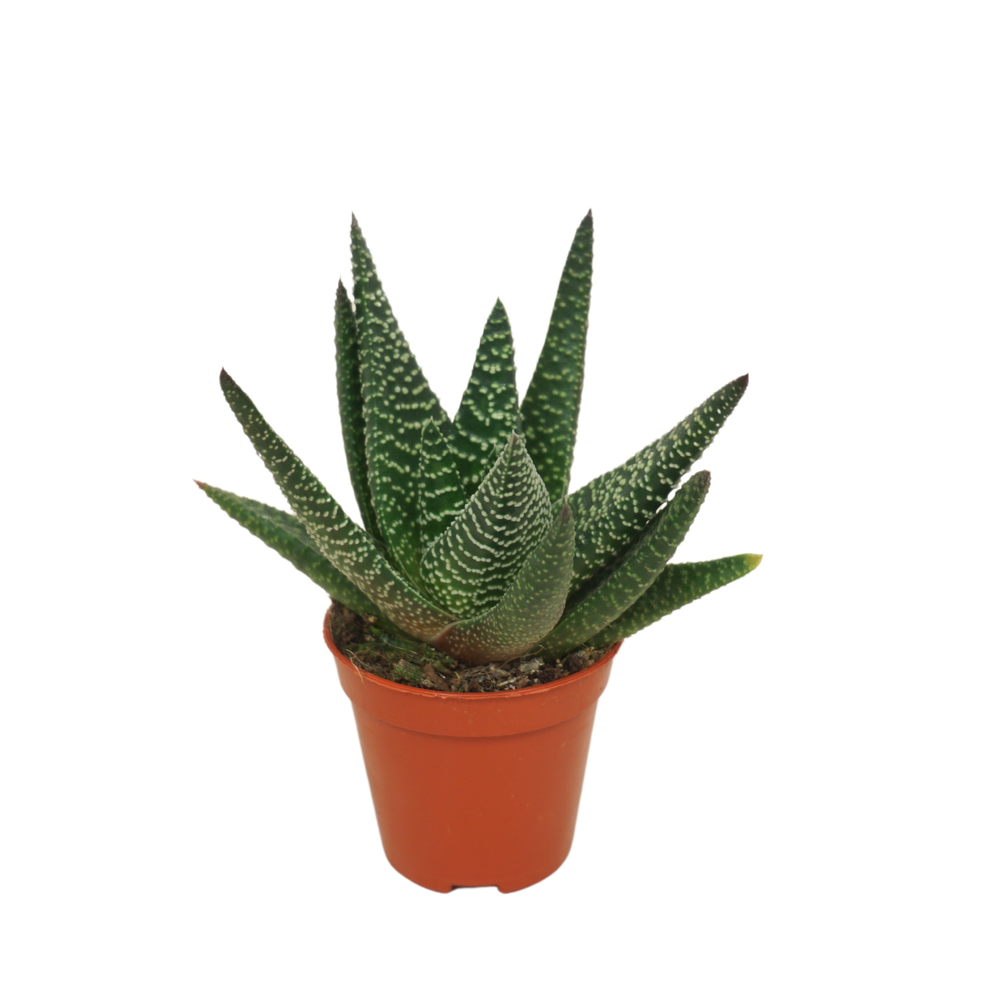 Gasworthia 5,5 cm.
