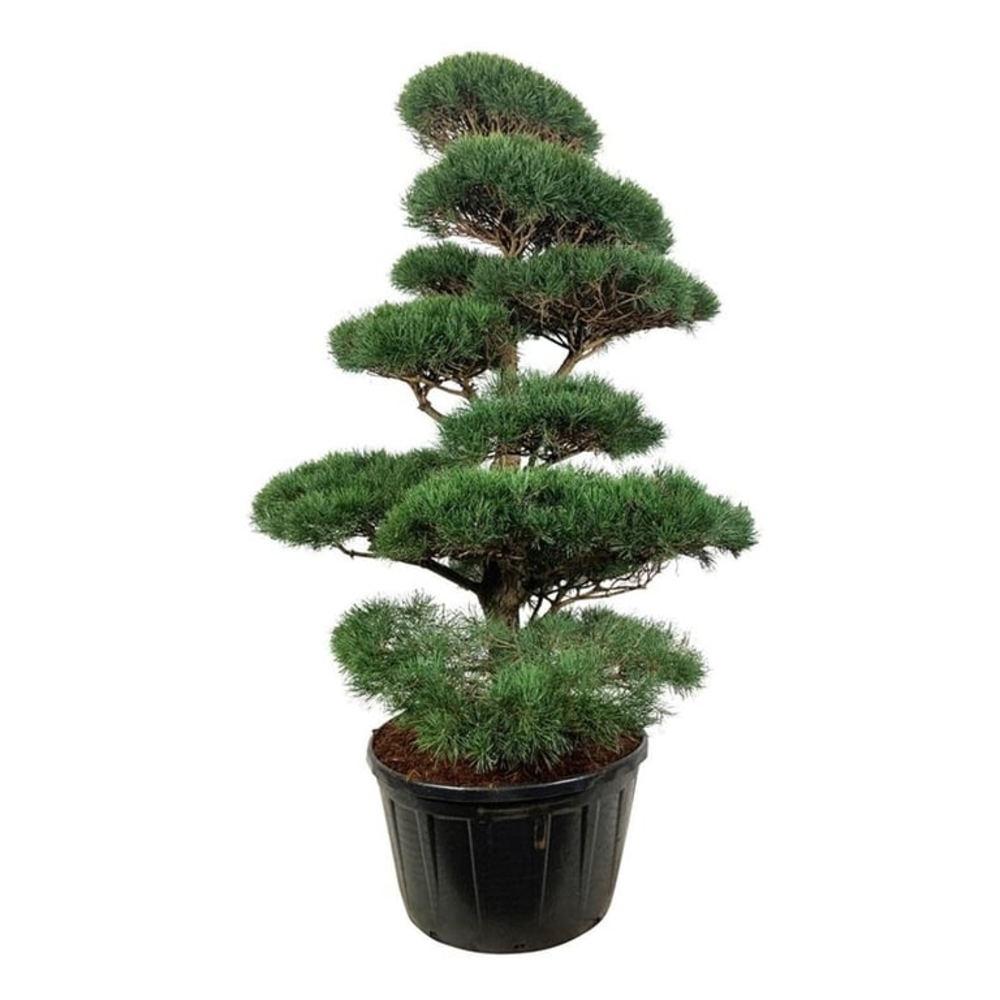 Pinus sylvestris.