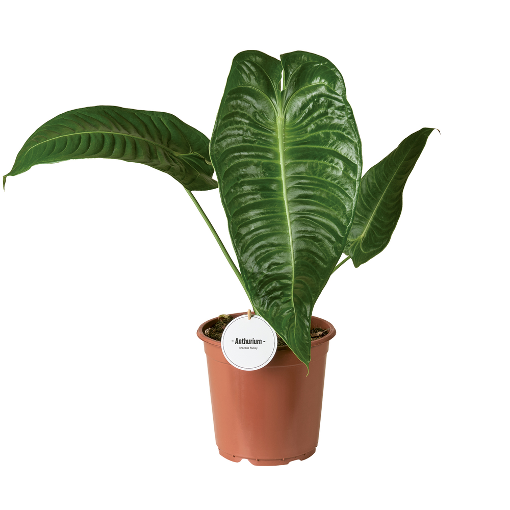 Anthurium Veitchii.