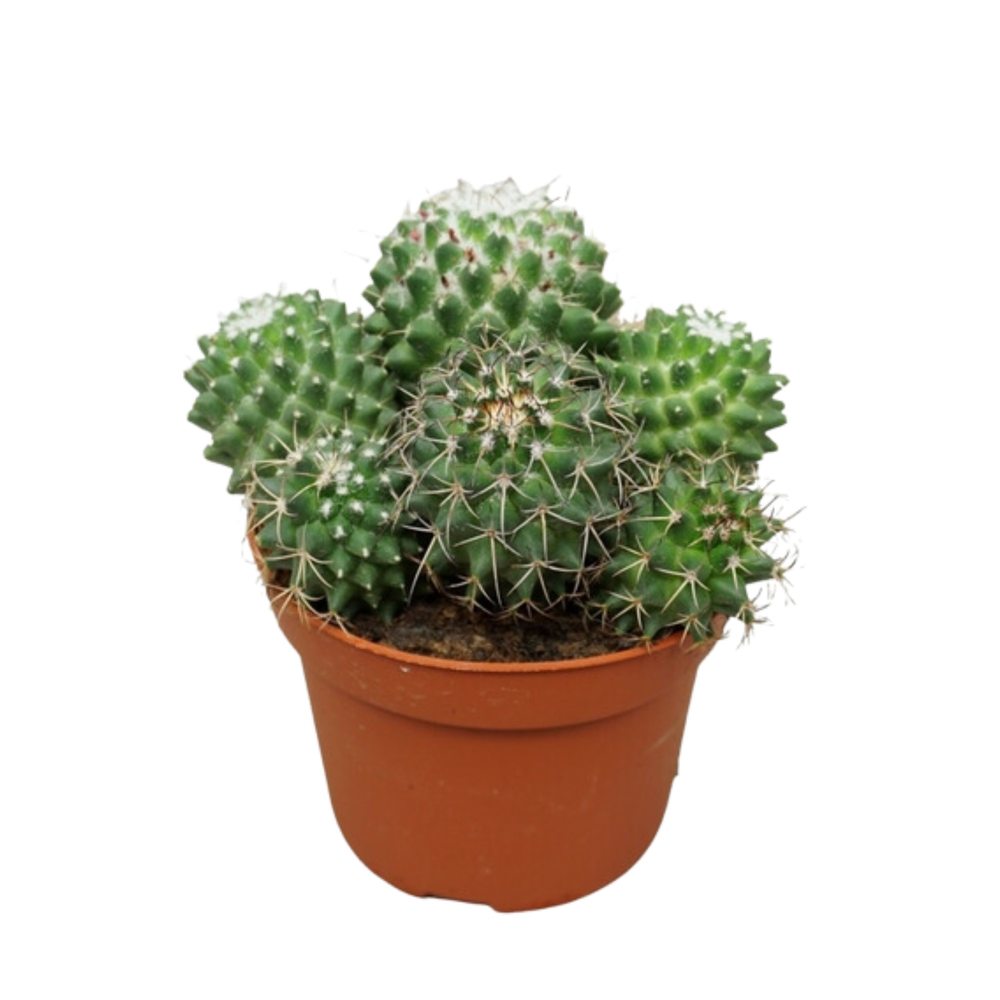 Mammillaria toluca 12 cm.