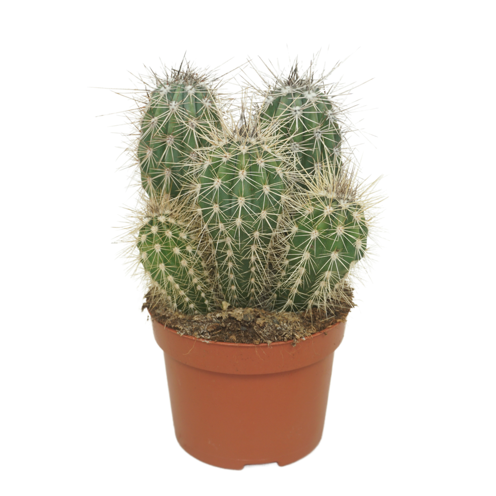 Pachycereus pringlei groep 12 cm.