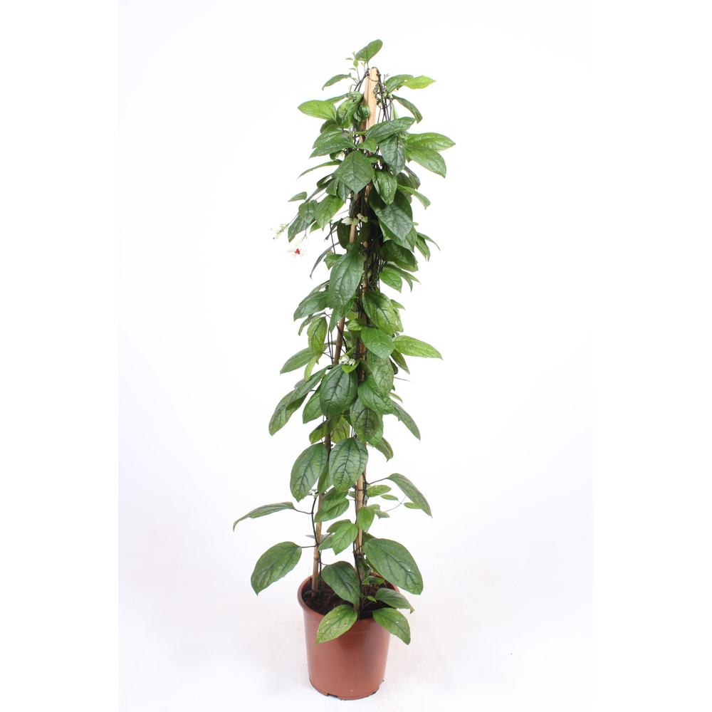 Clerodendrum thomsoniae.