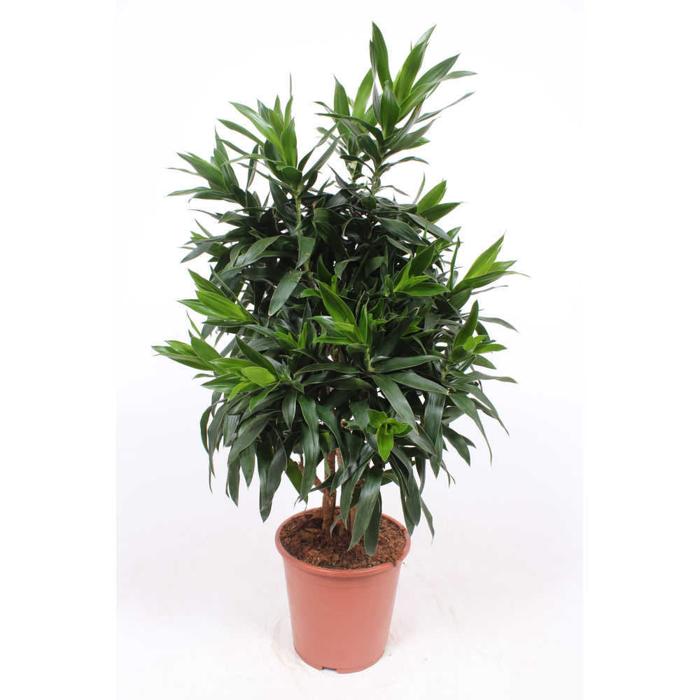 Dracaena reflexa.