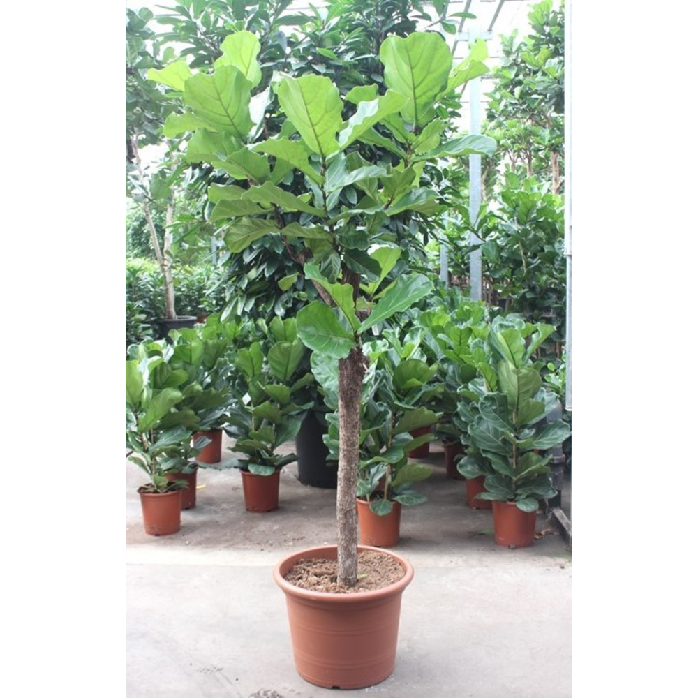 Ficus lyrata.
