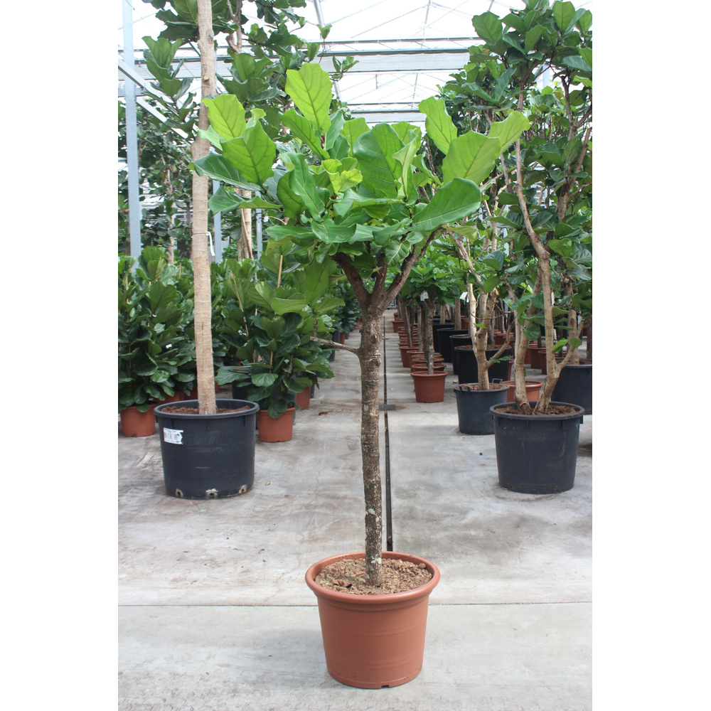 Ficus lyrata.