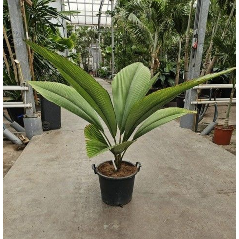 Johannesteijsmannia jasmaniana.