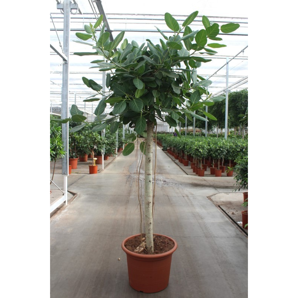 Ficus Benghalensis.