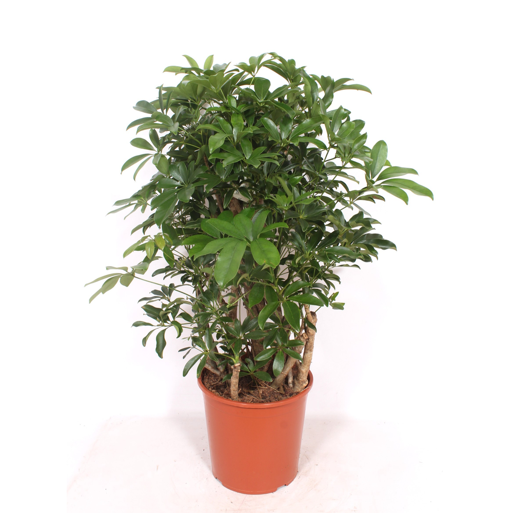Schefflera arboricola 'Compacta'.