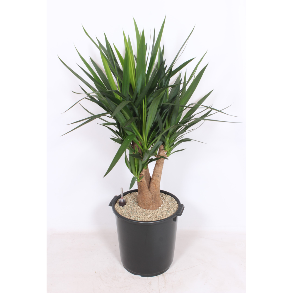 Yucca elephantipes 3+ armen.