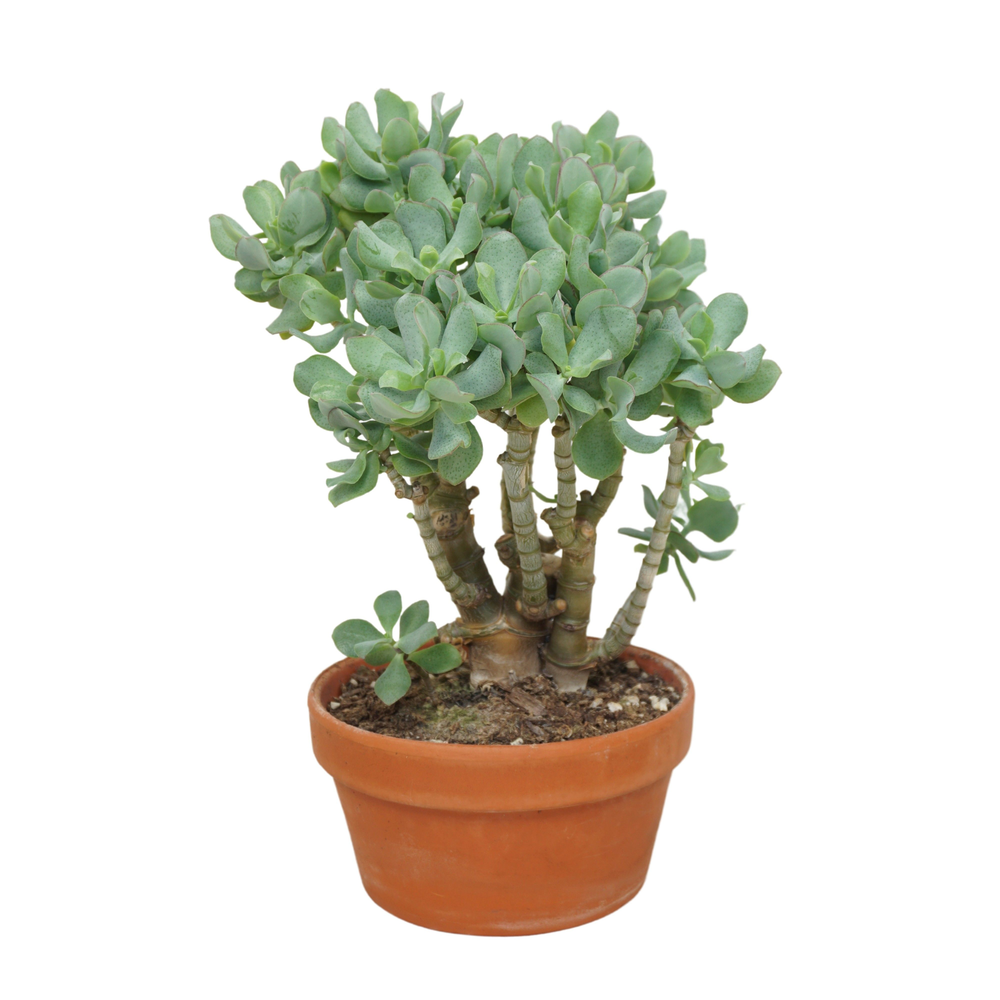 Bonsai Crassula arborescens krul 20 cm.