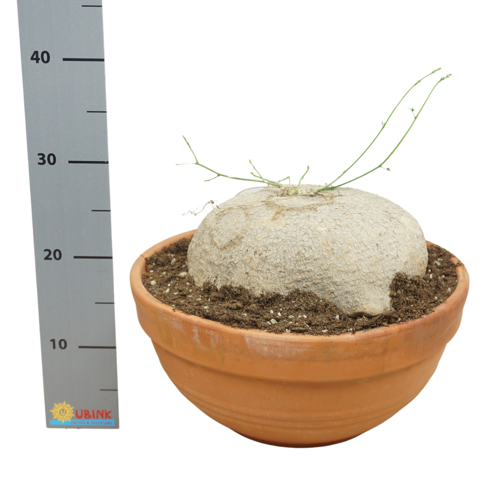 Ibervillea lindheimeri 36 cm.