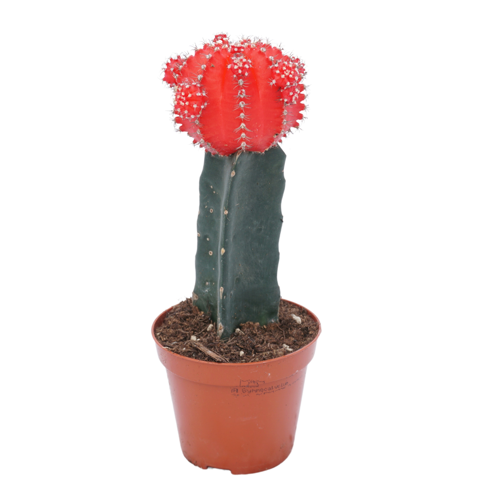 Gymnocalycium geënt rood 8,5 cm.