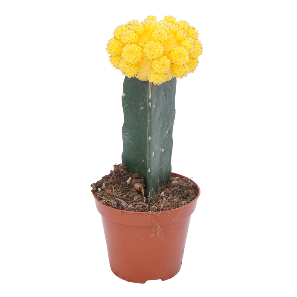 Gymnocalycium geënt geel 8,5 cm.