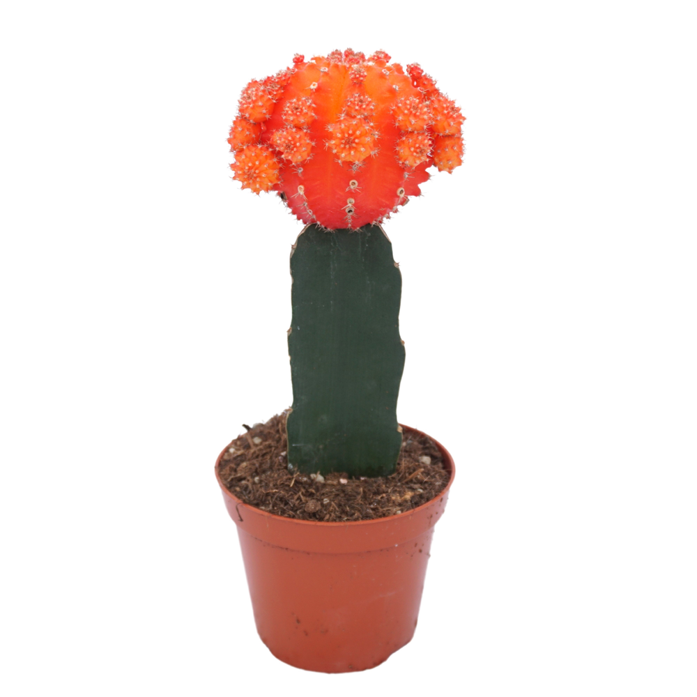 Gymnocalycium geënt oranje 8,5 cm.