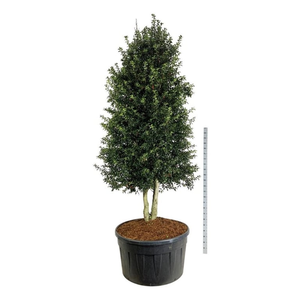Ilex aquipernyi 'Dragon Lady'.