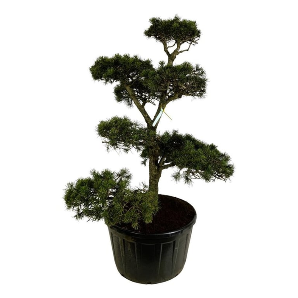 Pinus contorta.