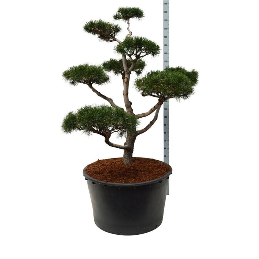 Pinus contorta.