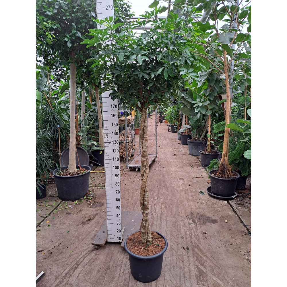 Schefflera Compacta twister 240.