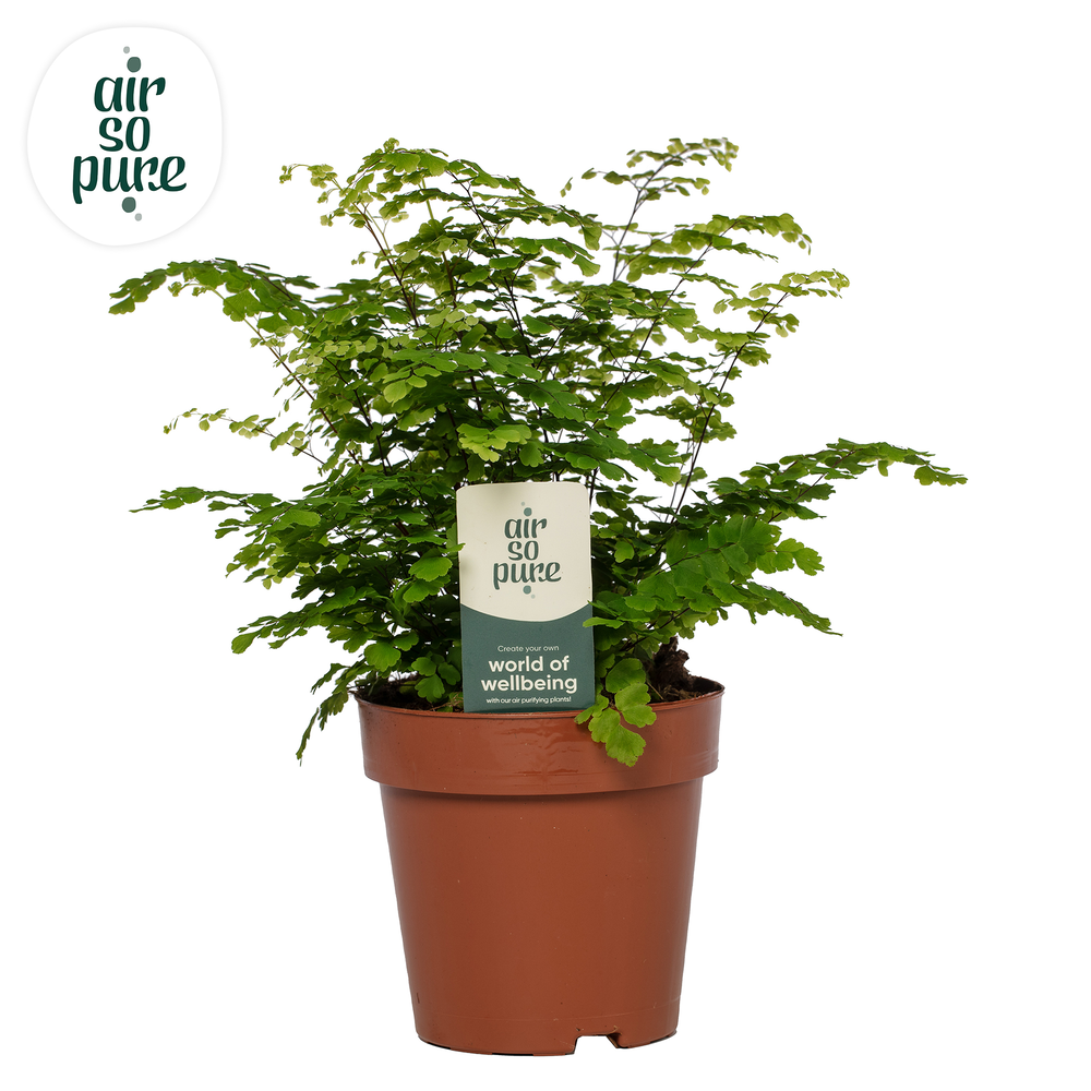 Adiantum Fritz Luthi.