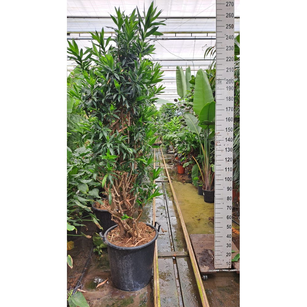 Dracaena reflexa pleomele vertakt XXL 250.