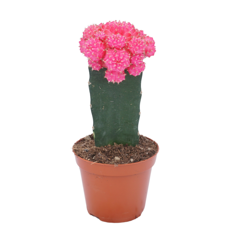 Gymnocalycium geënt rose 8,5 cm.
