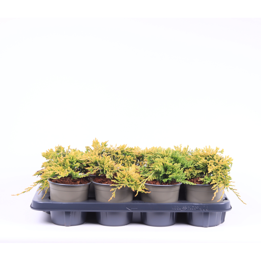 Juniperus horiz. 'Golden Carpet'.