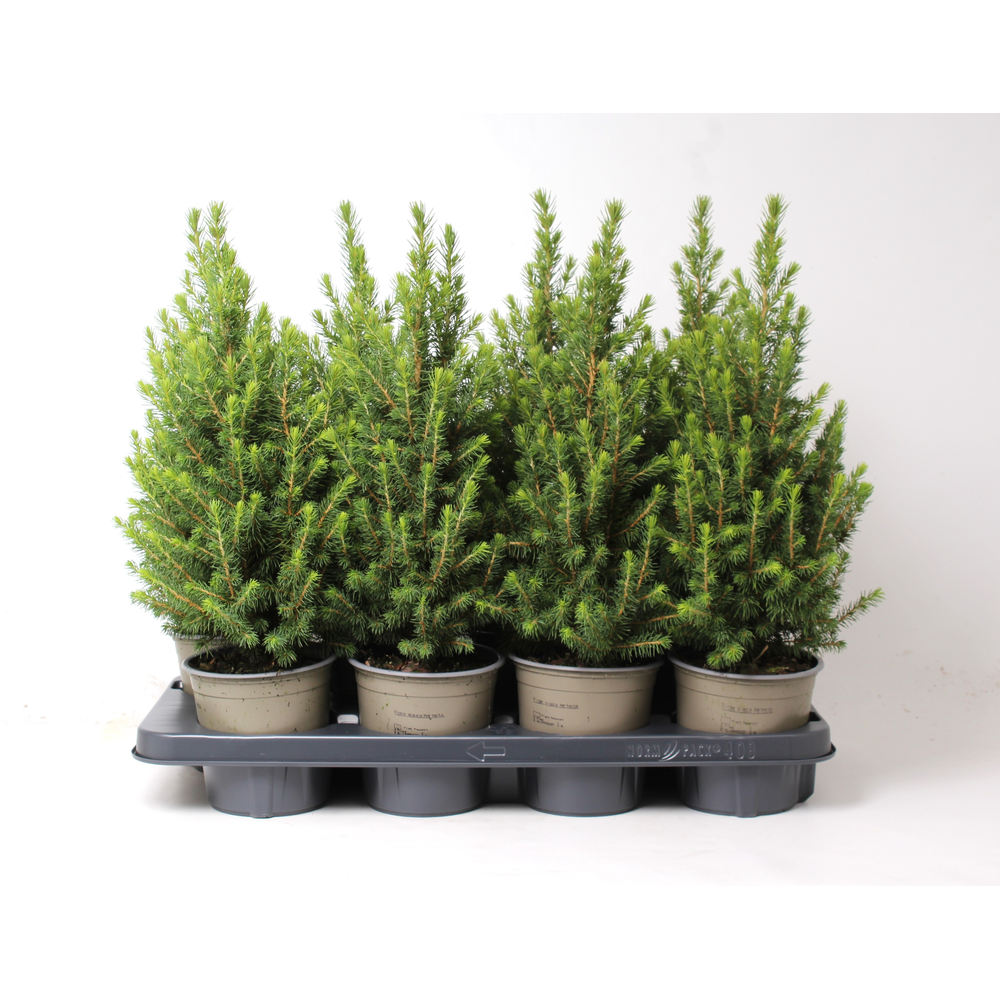 Picea glauca 'December'.