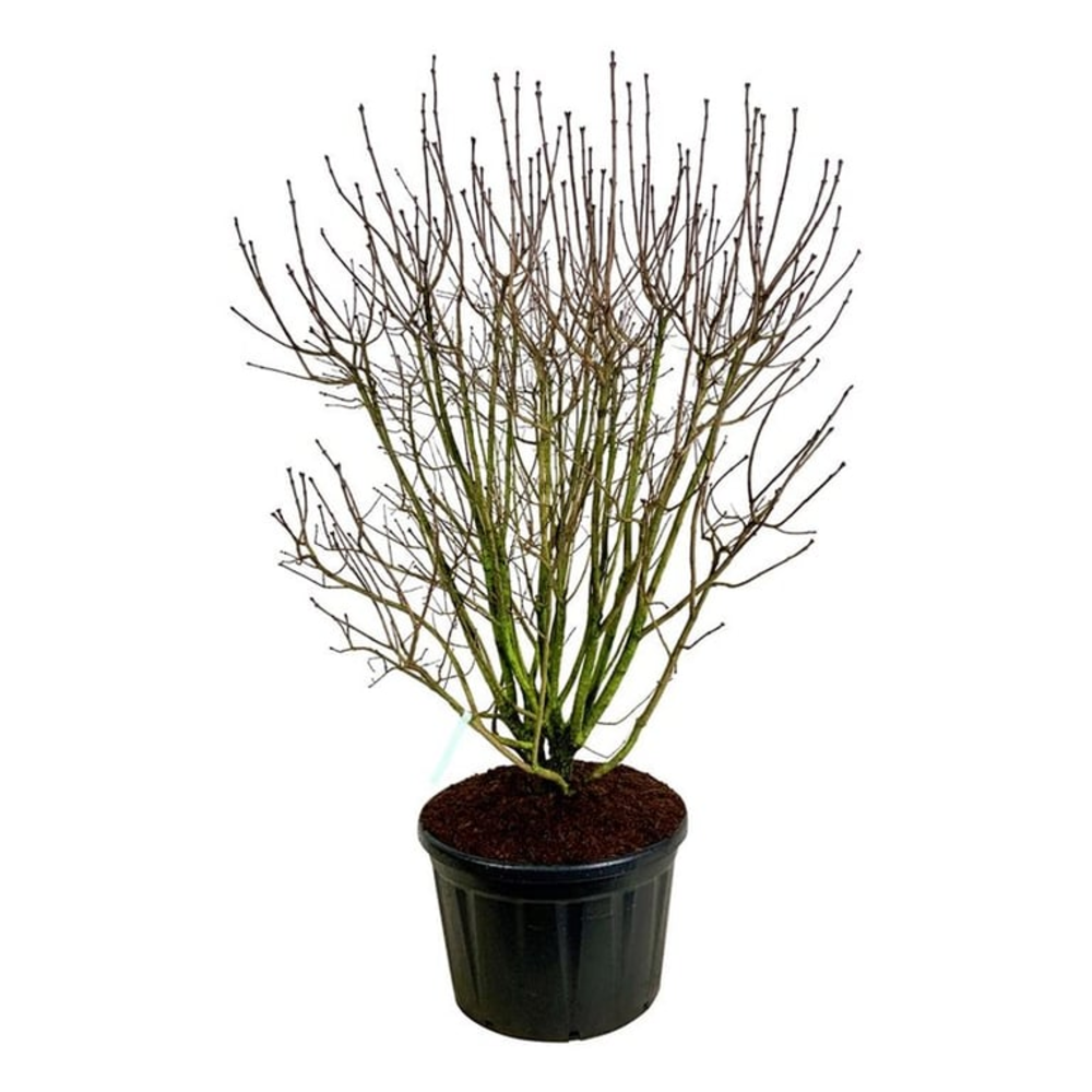 Syringa v. 'And. an Ludwig Späth'.