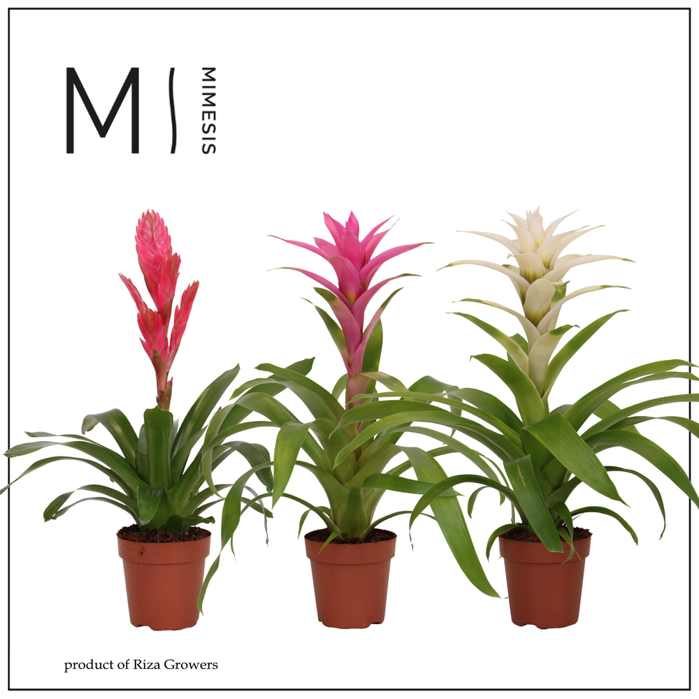 Mimesis Bromelia Charming - 12 cm.
