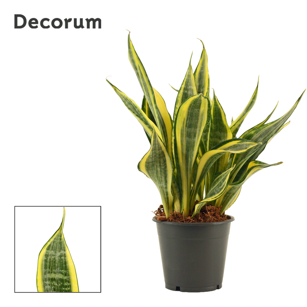 Sansevieria Hi Color 12 cm (Decorum).