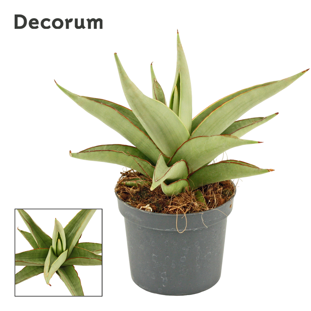 Sansevieria Platinum Crown 9 cm (Decorum).