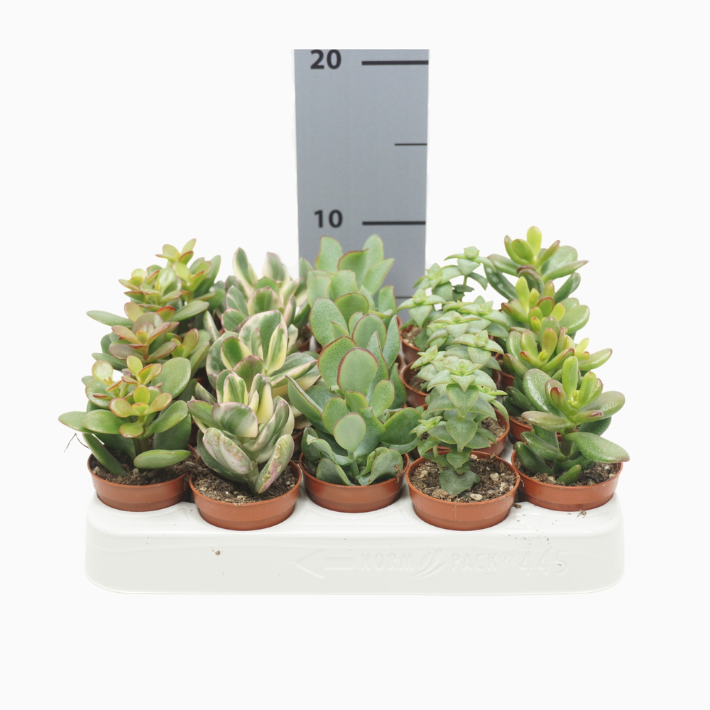 Crassula mix 5,5 cm.