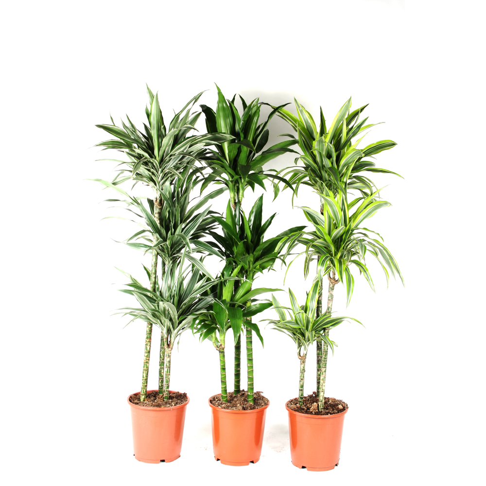 Dracaena mix 90-60-30 140cm.